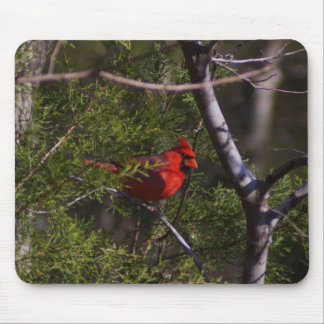 Tapis De Souris Cardinal dans l'arbre