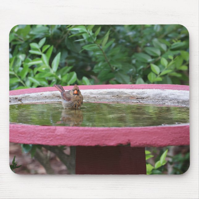 Tapis De Souris Cardinal féminin dans Birdbath (Devant)