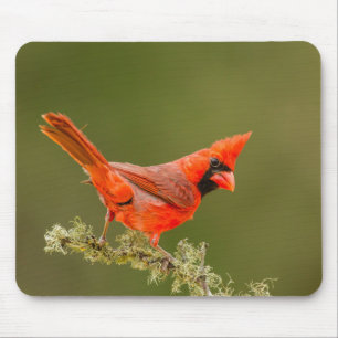 Tapis De Souris Cardinal mâle sur une branche
