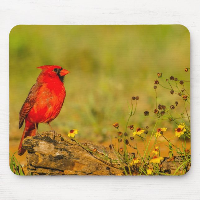Tapis De Souris Cardinal mâle sur une bûche (Devant)