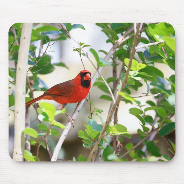 Tapis De Souris Cardinal masculin (Devant)