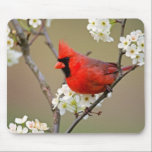 Tapis De Souris Cardinal rouge<br><div class="desc">Cardinal rouge intelligent</div>