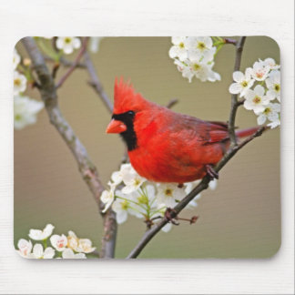 Tapis De Souris Cardinal rouge