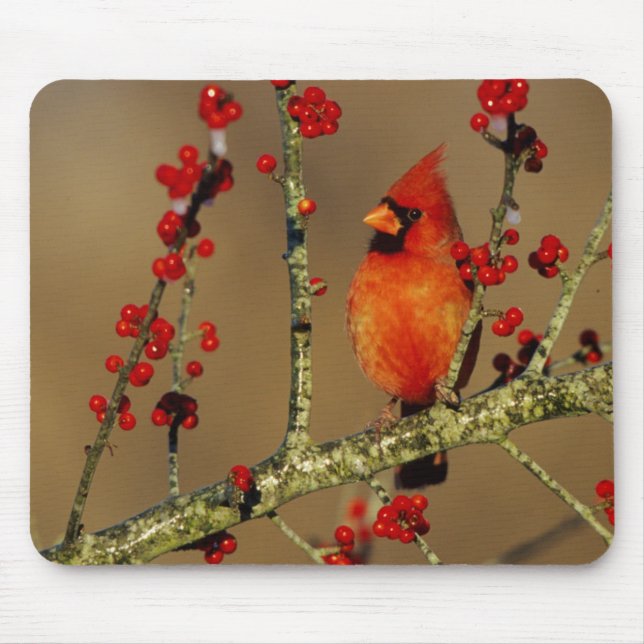 Tapis De Souris Cardinal rouge mâle perché, IL (Devant)