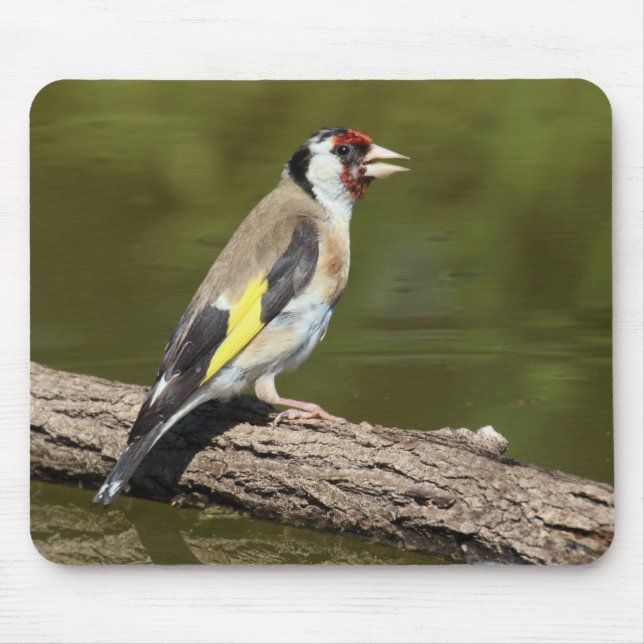 Tapis De Souris Carduelis carduelis (Devant)
