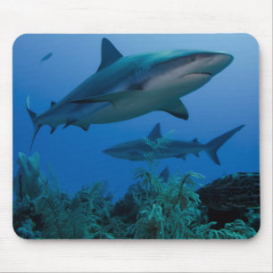 Tapis De Souris Caribbean Reef Shark