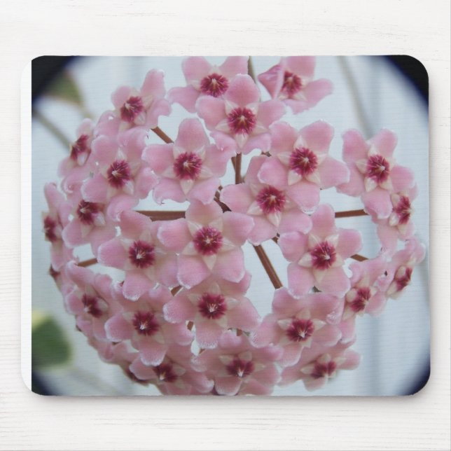 Tapis De Souris Carnosa Mousepad tricolore de Hoya (Devant)