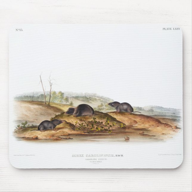 Tapis De Souris Carolina Shrew House Souris Girl Boy Room (Devant)