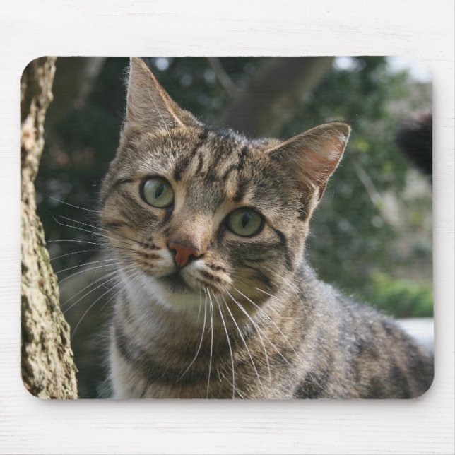 TAPIS DE SOURIS CAT (Devant)