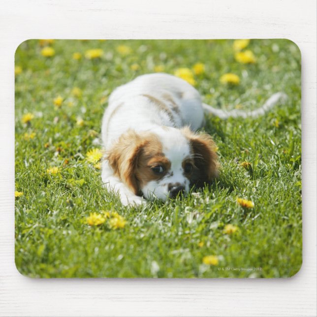 Tapis De Souris Cavalier King Charles Spaniel (Devant)