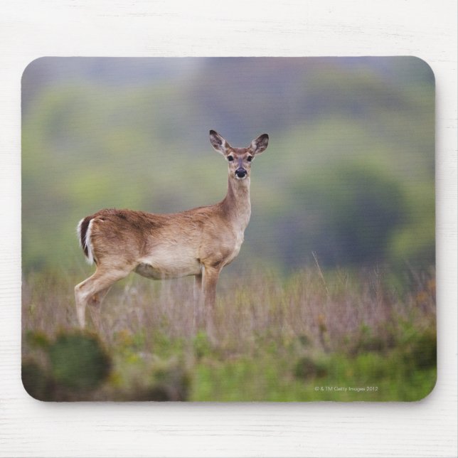 Tapis De Souris Cerf à queue blanche (Devant)