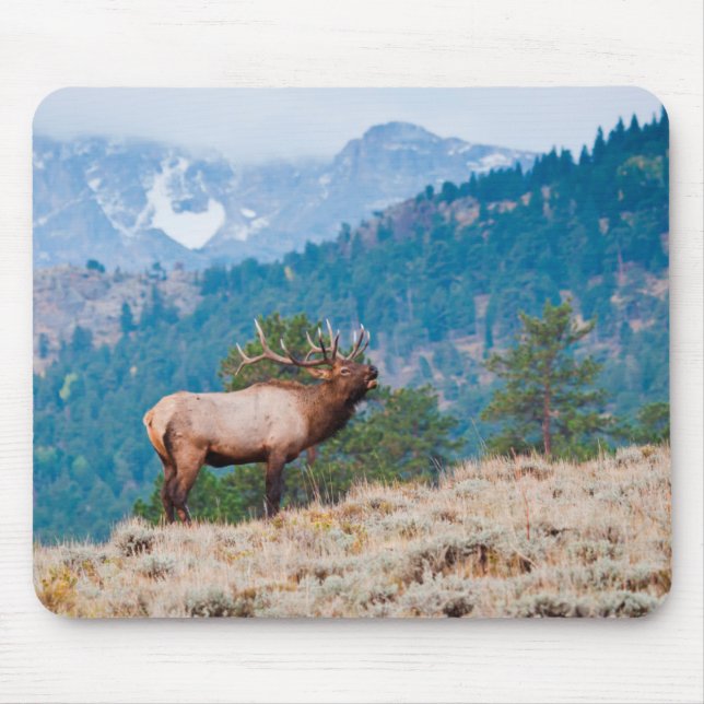 Tapis De Souris Cerf (Cervus Elephus) mâle bramant (Devant)