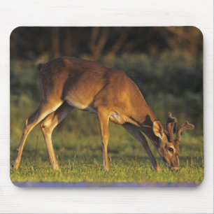 Tapis De Souris Cerf de Virginie, Odocoileus virginianus