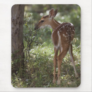 Tapis De Souris Cerf de Virginie, Odocoileus virginianus