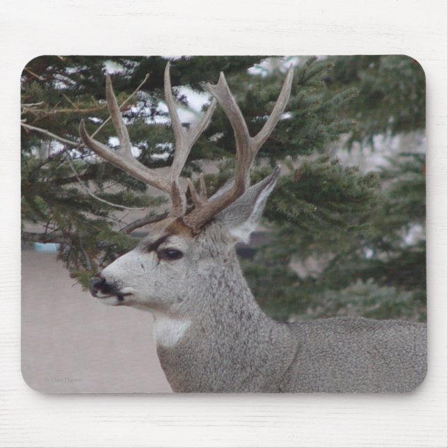 Tapis De Souris Cerf mulet mâle D25 (Devant)
