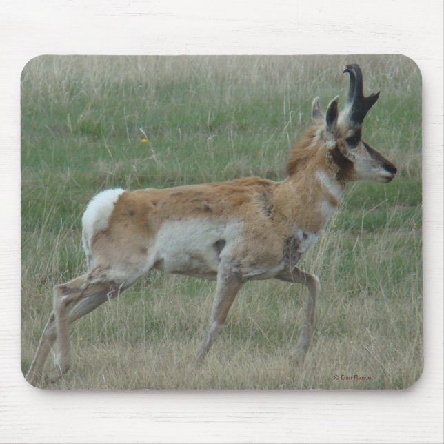 Tapis De Souris Cerf pronghorn A32 (Devant)