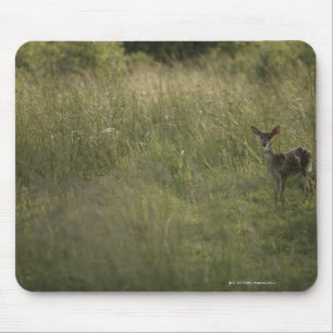Tapis De Souris Cerfs communs dans l'herbe grande