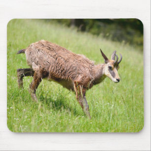 Tapis De Souris Chamois marchant sur l'herbe carte postale T-Shirt