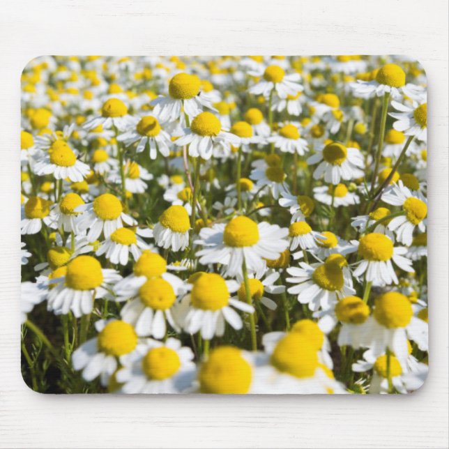 Tapis De Souris Champ chamomile, Hongrie (Devant)