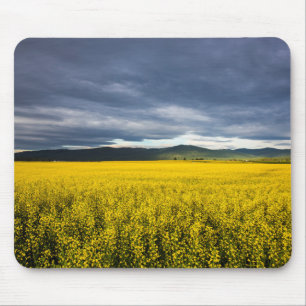 Tapis De Souris Champ de canola à la lumière du matin dans le Flat