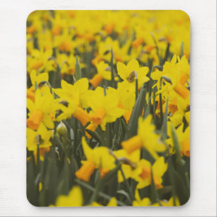 Tapis De Souris Champ de jonquilles