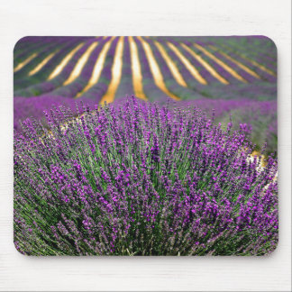 Tapis De Souris Champ de lavande violette