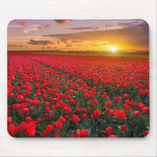 Tapis De Souris Champs de tulipe au coucher du soleil dans