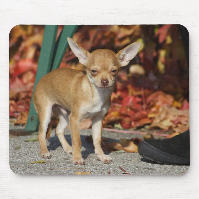 Tapis De Souris Charlie Chihuahua (Devant)