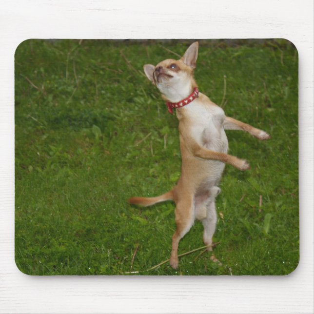 Tapis De Souris Charlie Chihuahua (Devant)