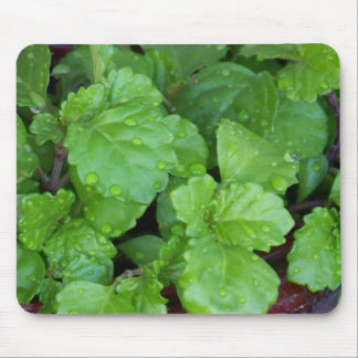 Tapis De Souris Charlie de rampement