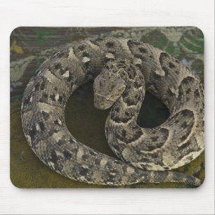 Tapis De Souris Charmeur de serpents Puff-adder africain Bitis