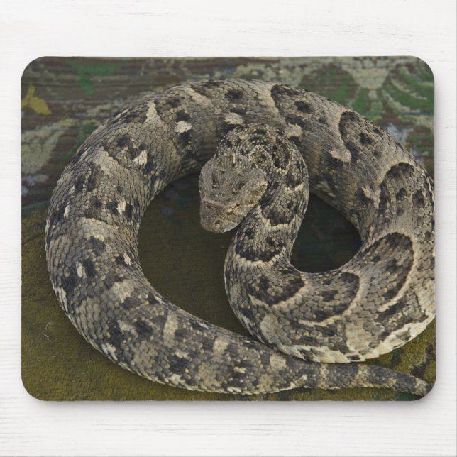 Tapis De Souris Charmeur de serpents Puff-adder africain Bitis (Devant)