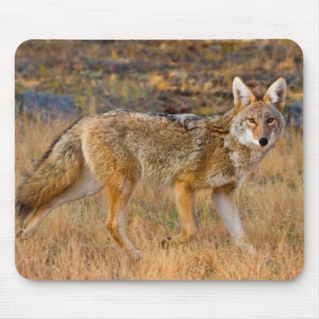 Tapis De Souris Chasse au coyote (Canis Latrans) (Devant)