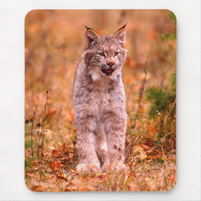 Tapis De Souris Chasse Bobcat | Forêt d'automne (Devant)