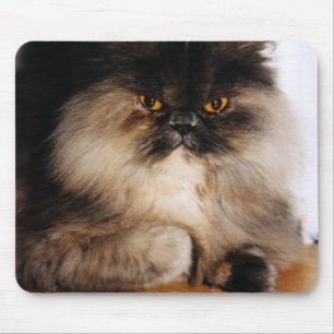 Tapis De Souris Chat
