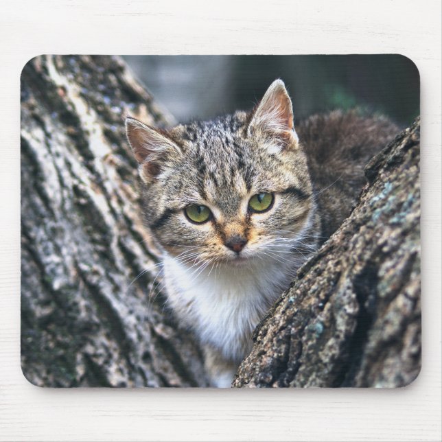 Tapis De Souris chat, animal de compagnie, nature (Devant)