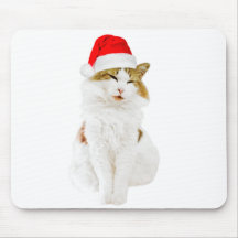 Chat avec Casquette Père Noël