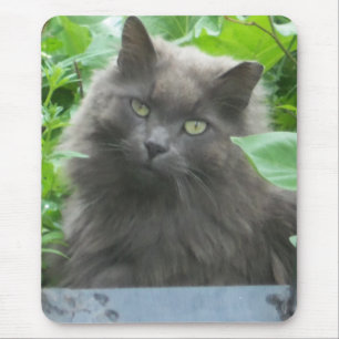Tapis De Souris Chat bleu russe gris-long