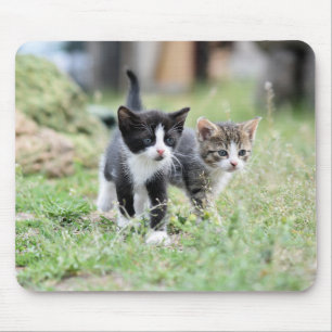 Tapis De Souris chat, chaton, animal de compagnie