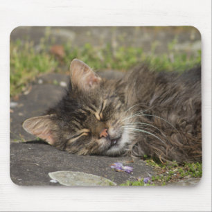 Tapis De Souris Chat couché