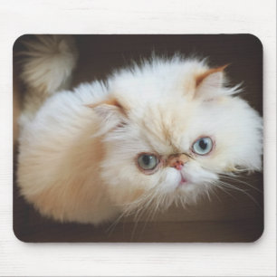 Tapis De Souris Chat dans une boîte