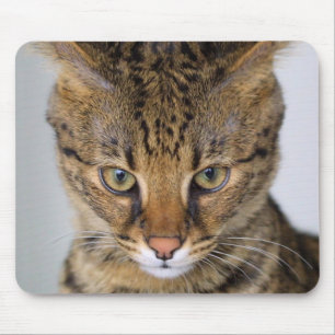 Tapis De Souris Chat de la savane