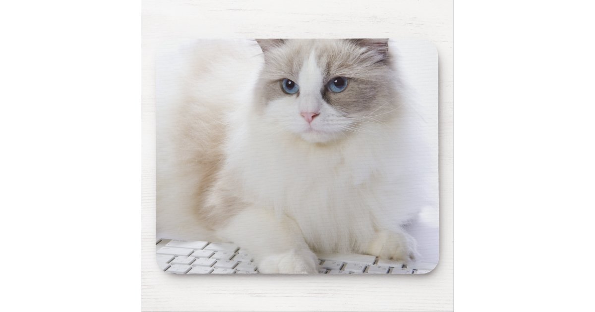 Tapis De Souris Chat De Ragdoll Sur Le Clavier D Ordinateur Zazzle Fr