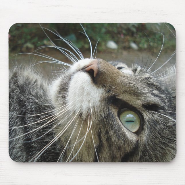 Tapis De Souris Chat de ragondin gris du Maine (Devant)