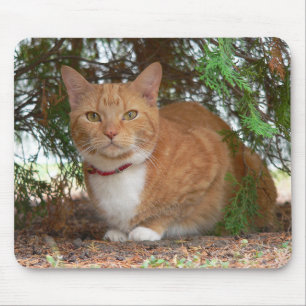 Tapis De Souris Chat domestique orange gingembre tabby