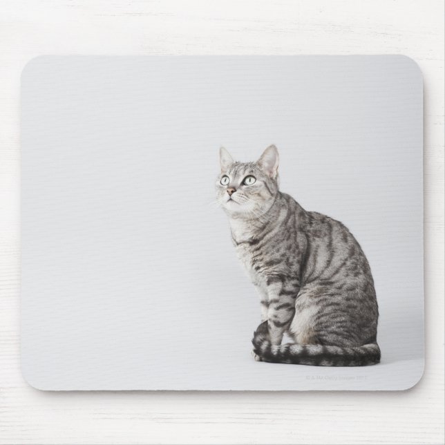 Tapis De Souris Chat en train de chercher (Devant)