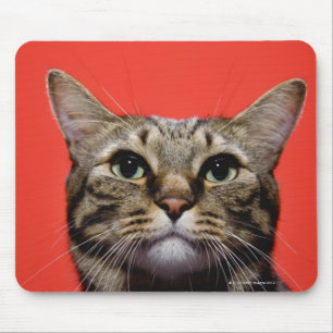 Tapis De Souris Chat japonais recherchant