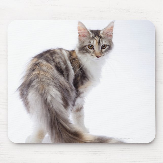 Tapis De Souris chat Maine Coon (Devant)