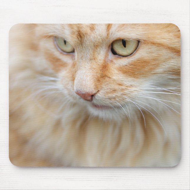 Tapis De Souris Chat, nature, chaton (Devant)