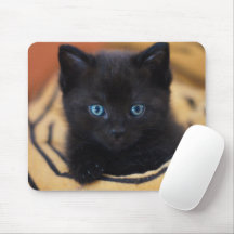 chat noir